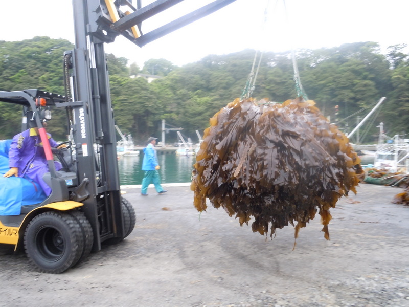鵜の助