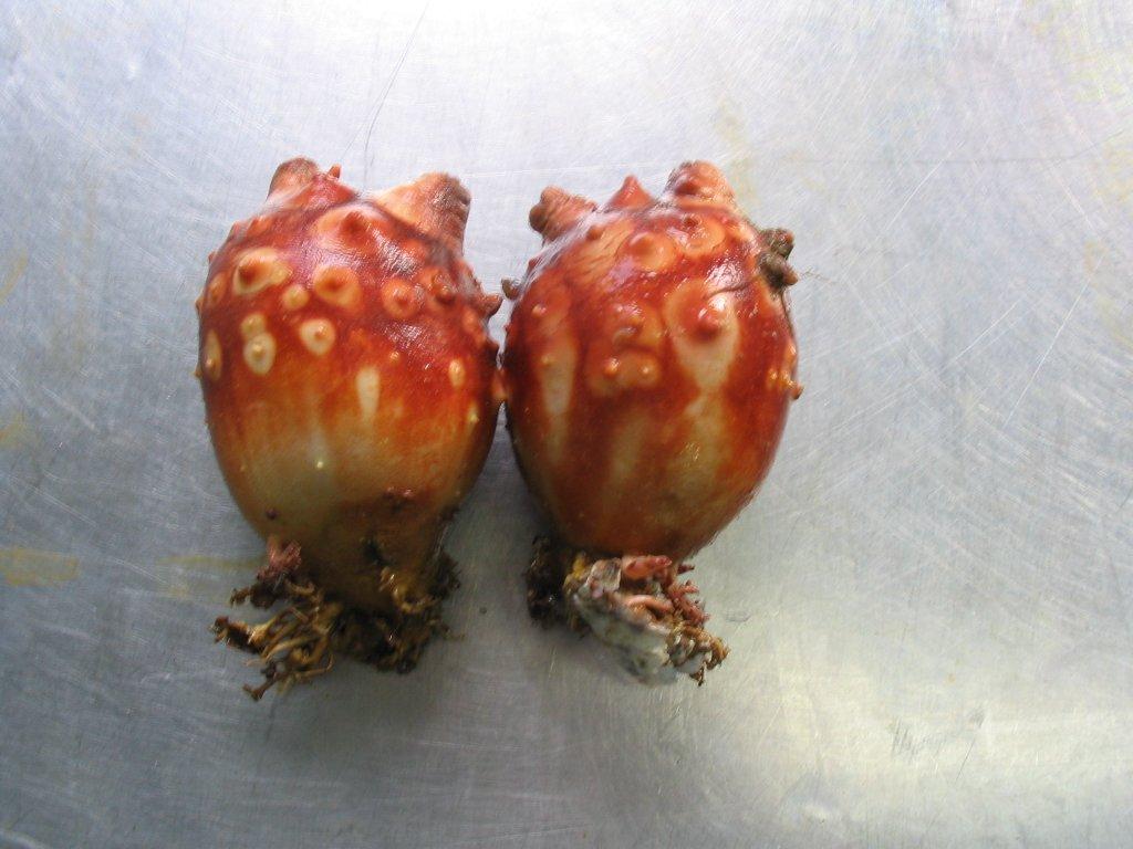 ほや２個の画像