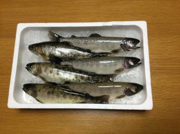 いわな・やまめ鮮魚セット