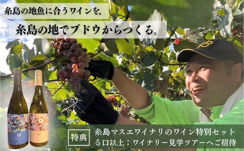 新鮮な地魚と楽しむ 糸島ワインファンド