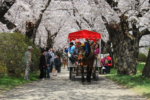 みちのく三大桜名所　北上展勝地